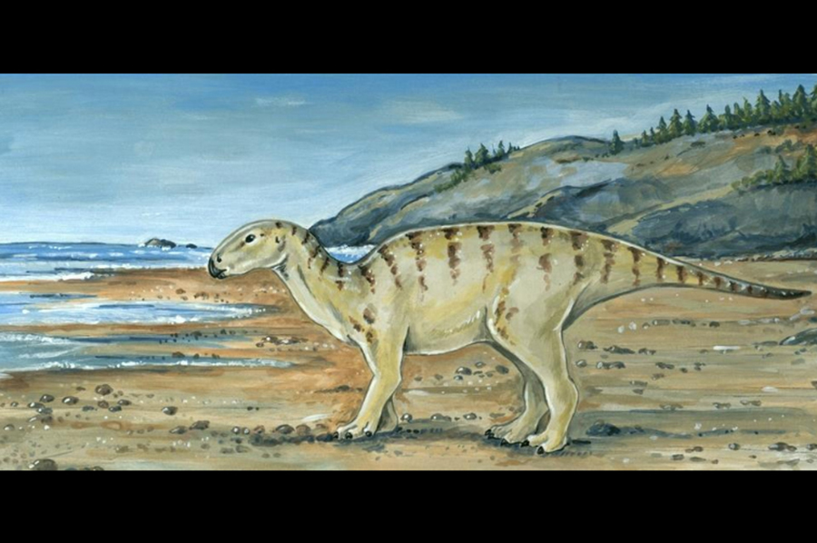 A Historic Find UO Scientists Discover First Oregon Dinosaur Fossil